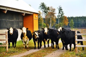 hostkalvare3